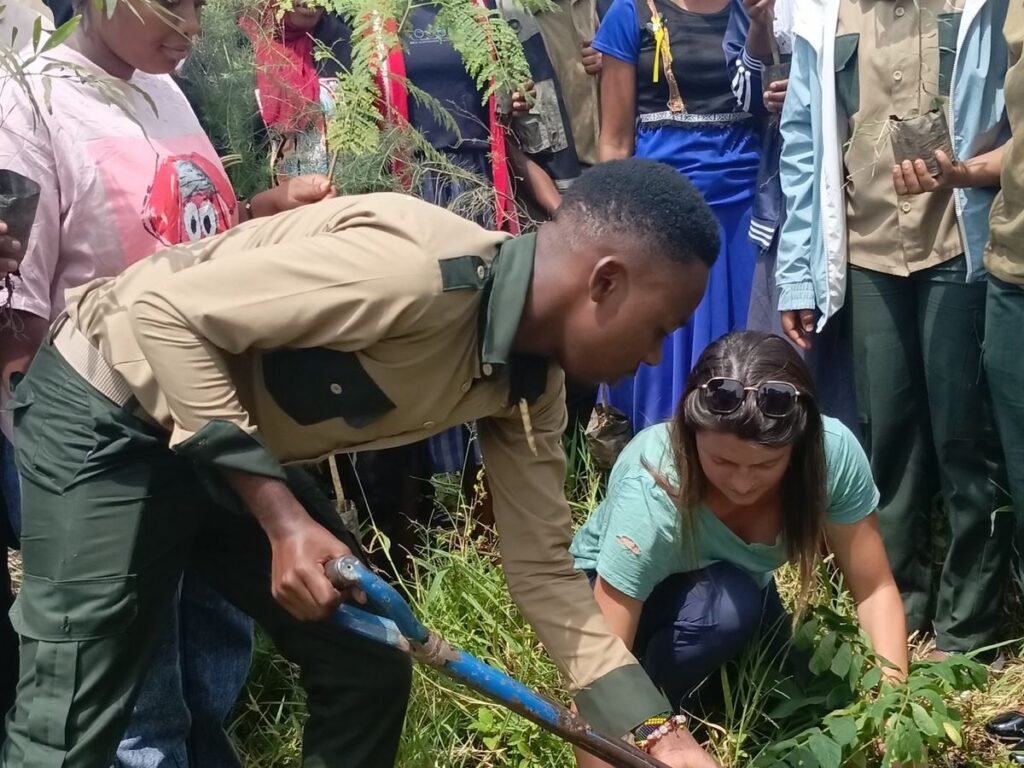 Planting a seedling with a shovel
