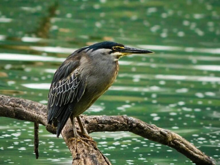 Heron at the water's edge, photographed in Tanzania