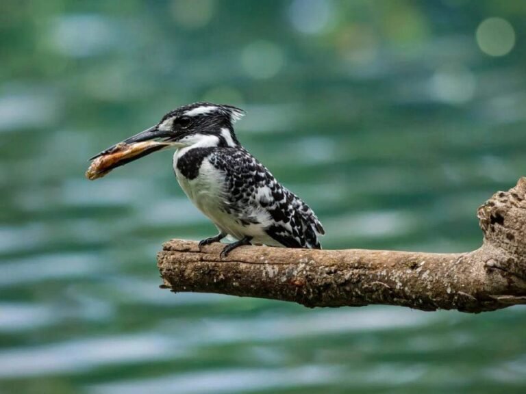 Kingfisher with a fish, photographed in Tanzania