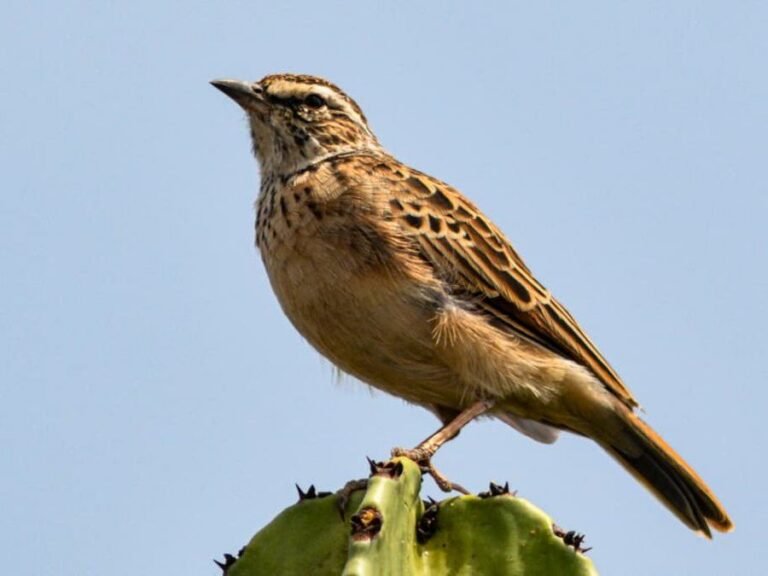 Lark perched on a euphorbia, photographed in Tanzania
