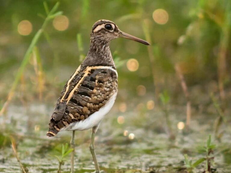 Wader in a Tanzanian wetland